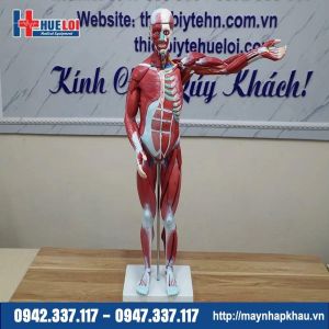 Mô hình giải phẫu cơ và nội tạng 78cm