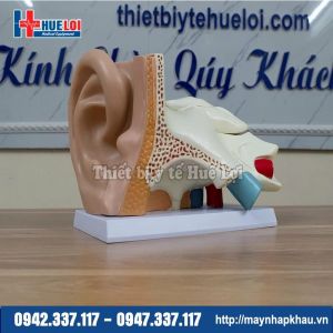 Mô hình giải phẫu tai người phóng đại 5 lần