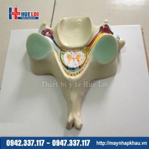 Mô hình thiết đồ ngang tủy sống