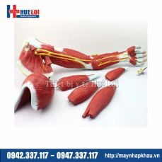Mô hình giải phẫu cơ và thần kinh chi trên