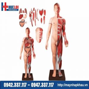 Mô hình giải phẫu hệ cơ và nội tạng 170cm cao cấp