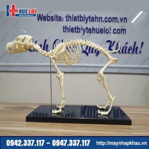 Mô hình giải phẫu bộ xương Chó