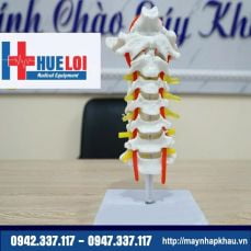 Mô hình cột sống cổ chi tiết