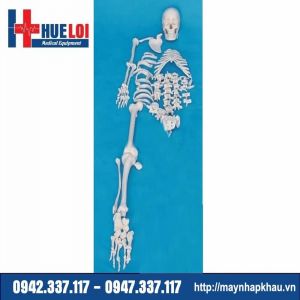 Mô hình toàn bộ xương người tách rời được từng chiếc