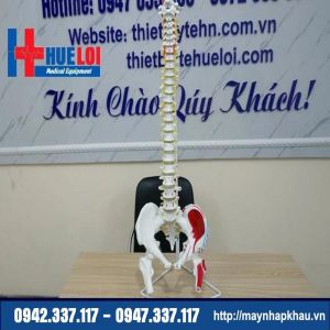Mô hình xương cột sống và khung chậu 83cm