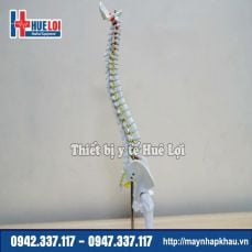 Mô hình giải phẫu xương cột sống 45cm