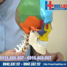 Mô hình giải phẫu xương đầu mặt cổ