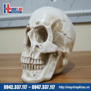 Mô hình giải phẫu xương sọ