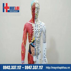 Mô hình huyệt vị 85cm kèm giải phẫu nội tạng