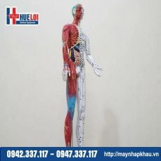 Mô Hình Huyệt Vị Và Bóc Tách Các Mô Dưới Da 65cm