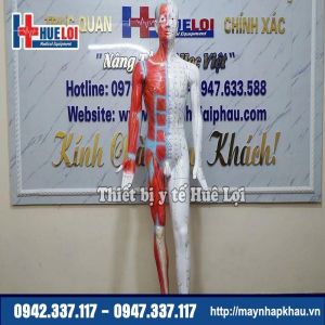 Mô hình huyệt vị - giải phẫu cơ thể người 178cm