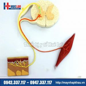 Mô hình cung phản xạ tủy