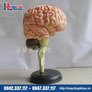 Mô hình giải phẫu bộ não chi tiết