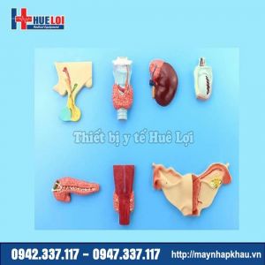 Mô hình các tuyến nội tiết của cơ thể