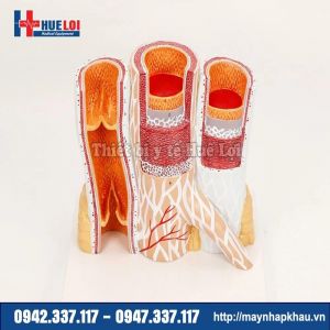 Mô hình cấu tạo thành mạch