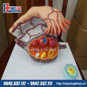 Mô hình giải phẫu buồng trứng và các giai đoạn phát triển của nang trứng