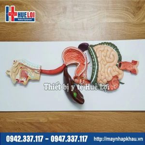 Mô hình giải phẫu hệ tiêu hóa