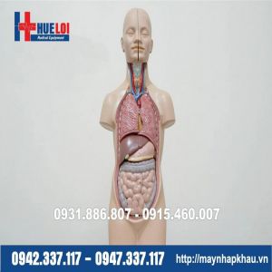 Mô hình giải phẫu nội tạng cơ thể người - Mô hình trung tính