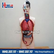 Mô hình giải phẫu nội tạng nam giới