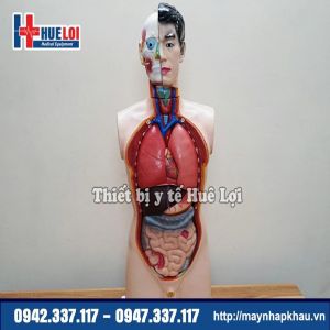 Mô hình giải phẫu nội tạng nam giới