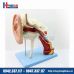 Mô hình giải phẫu tai người chi tiết
