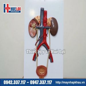 Mô hình giải phẫu hệ tiết niệu