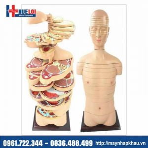 Mô hình cắt lớp cơ thể theo chiều ngang