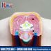 Mô hình giải phẫu nội tạng nam giới