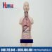 Mô hình giải phẫu nội tạng cơ thể người - Mô hình trung tính