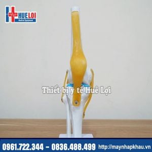 Mô Hình Giải Phẫu Khớp Gối