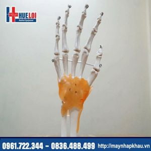 Mô Hình Xương Bàn Tay Có Dây Chằng