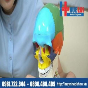 Mô hình giải phẫu xương đầu mặt cổ