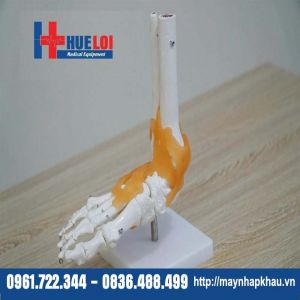 Mô Hình Khớp Cổ Chân
