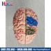 Mô hình giải phẫu bộ não chi tiết