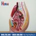 Mô hình giải phẫu cơ quan sinh dục nữ