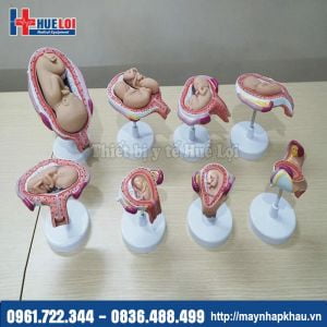 Mô hình phát triển của thai nhi qua các giai đoạn