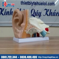 Mô hình giải phẫu tai người phóng đại