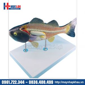 Mô hình giải phẫu Cá