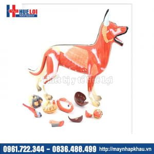 Mô hình giải phẫu Chó