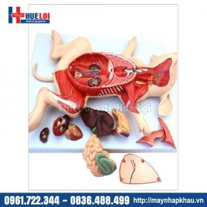 Mô hình giải phẫu Lợn