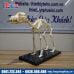 Mô hình giải phẫu bộ xương Chó