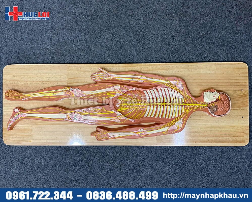 Mô hình chi tiết hệ thần kinh toàn cơ thể