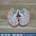 Mô hình giải phẫu hộp sọ và não bóc tách được các chi tiết