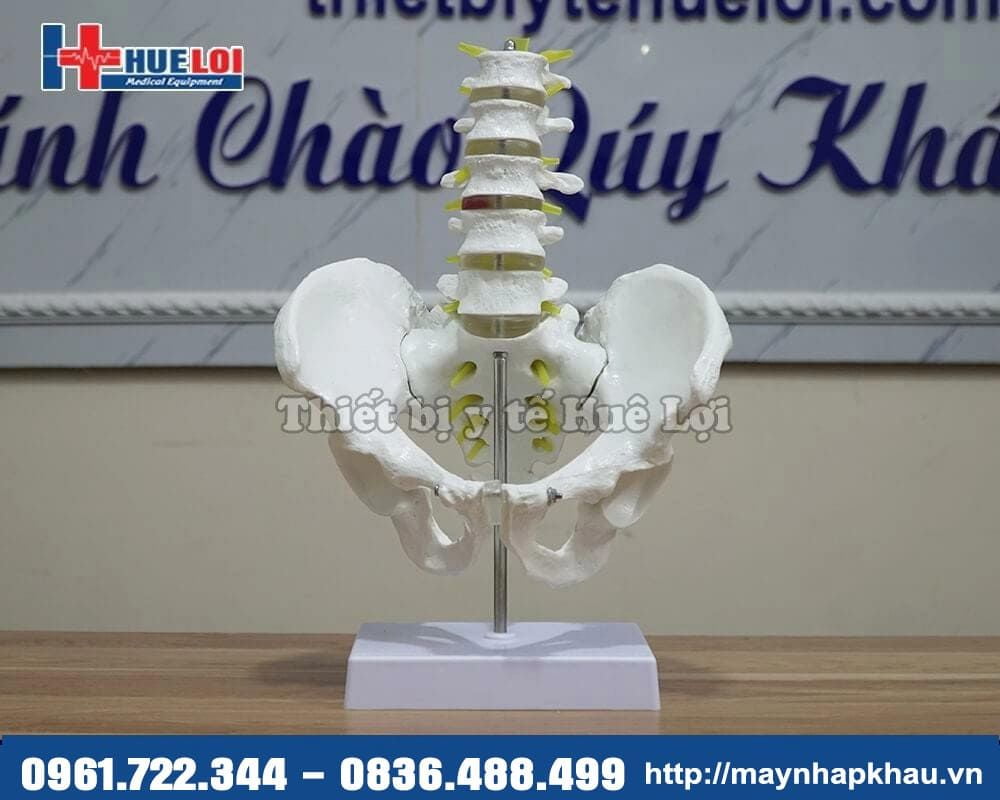 Mô hình cột sống thắt lưng chậu kèm rễ thần kinh