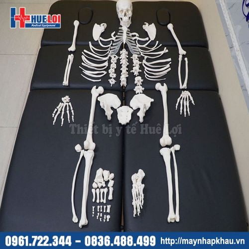 Mô hình toàn bộ xương người tách rời được từng chiếc