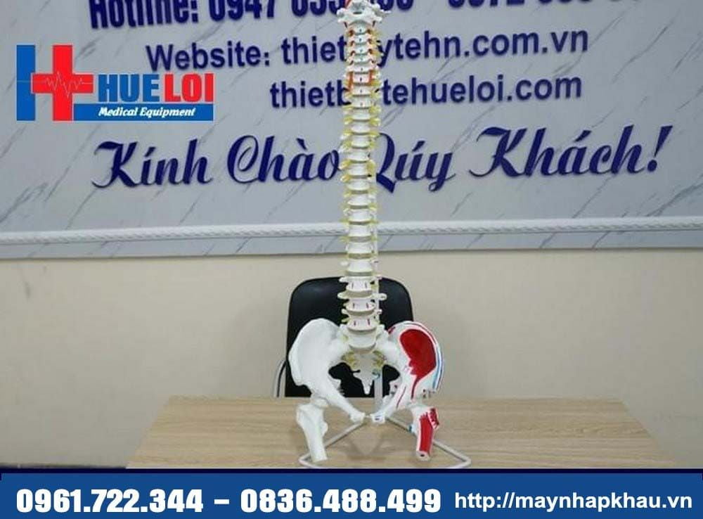 Mô hình xương cột sống và khung chậu 83cm