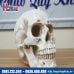 Mô hình giải phẫu xương sọ
