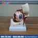 Mô hình giải phẫu mắt chi tiết