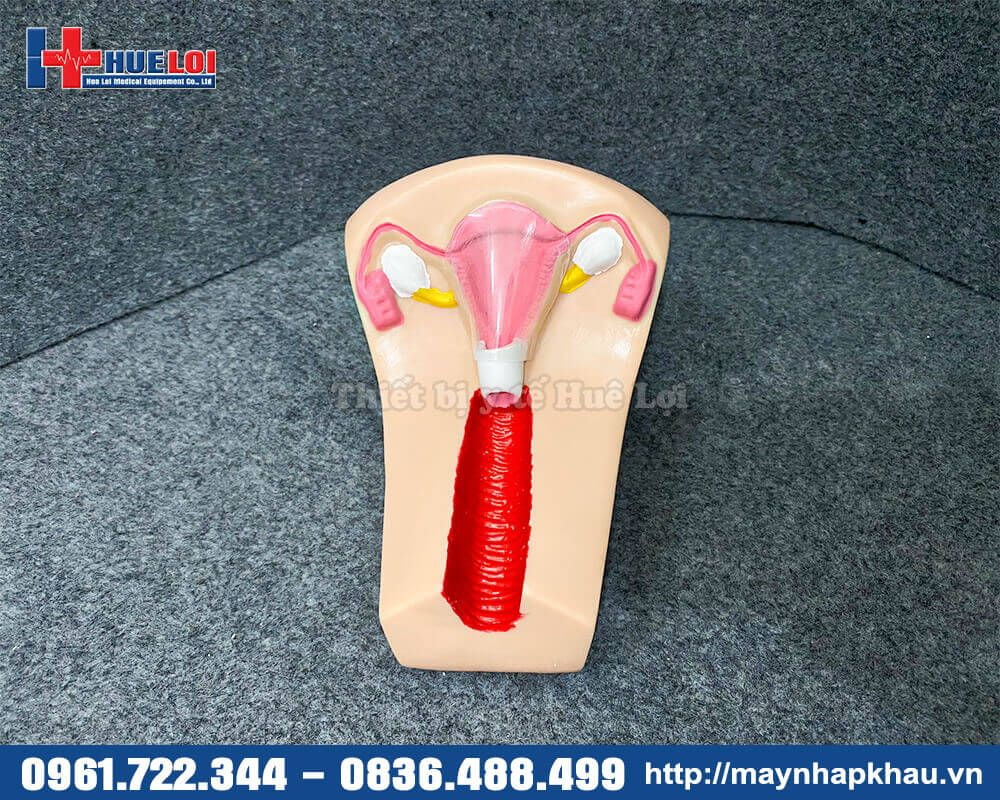Mô hình thực hành đặt vòng tránh thai