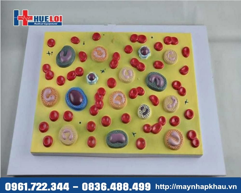 Mô hình các loại tế bào máu phóng đại